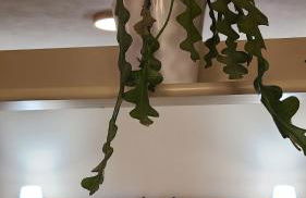 Stirpe nel Bosco - Fiocco - Foto 12