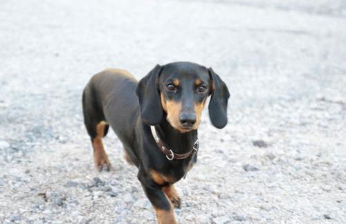 Ferienhof Giedensbach - Foto 16