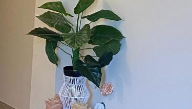 Appartamento Giardino - Foto 5