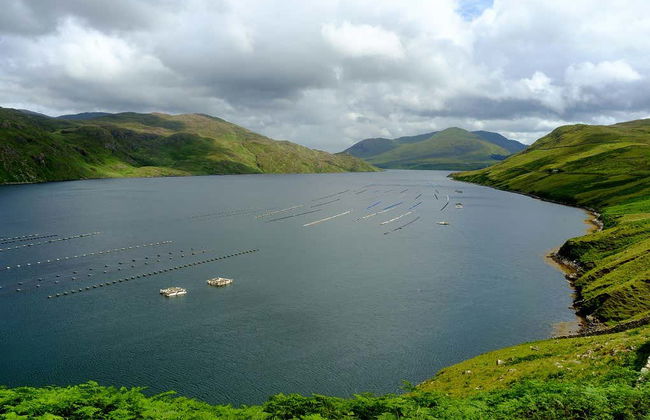 Killary Fjord Kayak Tour - Foto 1