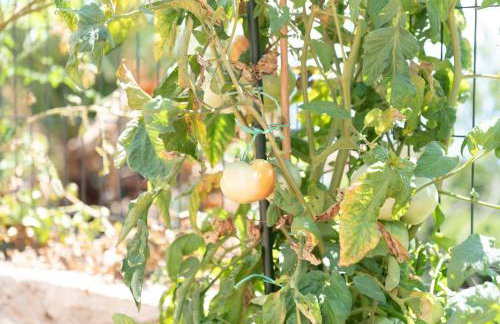 Opatija Bregi - Foto 29