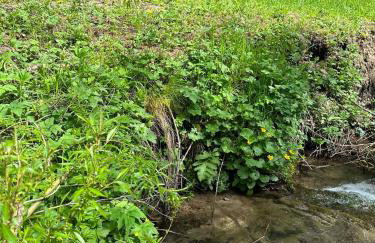 Domki letniskowe pod Brzozami Stella - Photo 6