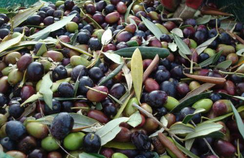 Agriturismo Il Caggio - Foto 29