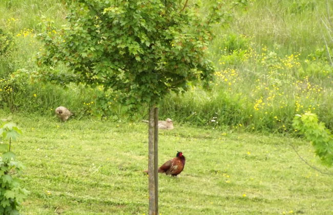 Tenuta i Lecci di Gurian Roberta Maura - Photo 82