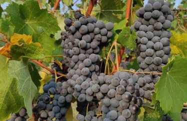 Casa villetta "La Colomba" Nizza Monferrato - Foto 23