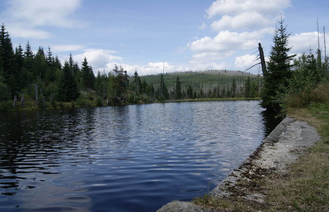 Balcony Views & Forest Calm - Photo 33