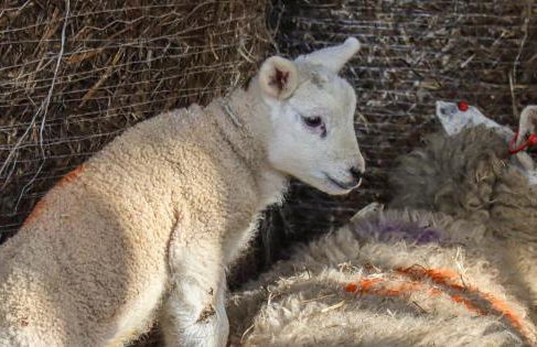 The Old Parlour - Photo 21