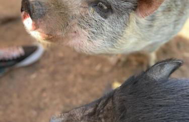 Mountain Top Barn retreat with View - Foto 12