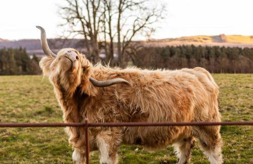 Errol Park - Grand Stately Home & Views - Photo 16