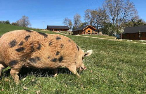 APPLE Cabin - Little Log Cabin in Wales - Photo 24
