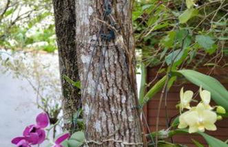 Casa perto a praia Guaecá 6 -10 pessoas - Foto 21