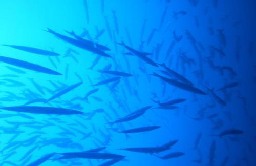 Ustica Mari e Carlo Contrada Ogliastrello - Foto 60