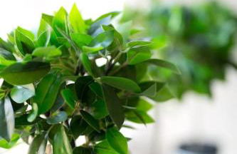 Auldhame House East Wing, Seacliff - Foto 8