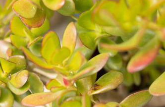 Elpida's country house - Foto 25