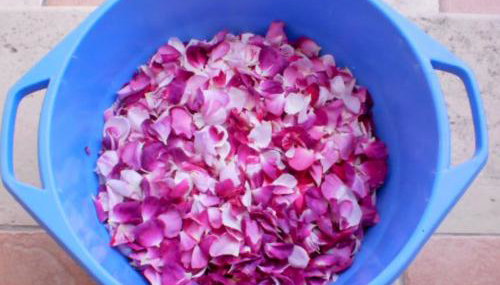 Aroggia Farm - Foto 4