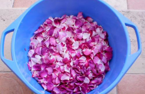 Aroggia Farm - Foto 4