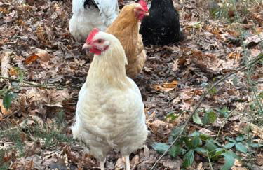 Gîte à la campagne 2 - Photo 16