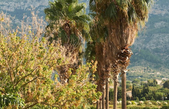 Hotel Finca Ca N'ai - Bio Nature Adults Only - Photo 61