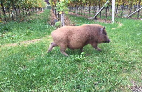 Lochererhof - Foto 69