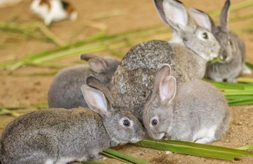 Villa Hípica - Flat com vista para o lago - Foto 41