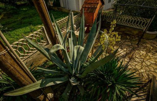 Apartments Daju - Foto 10