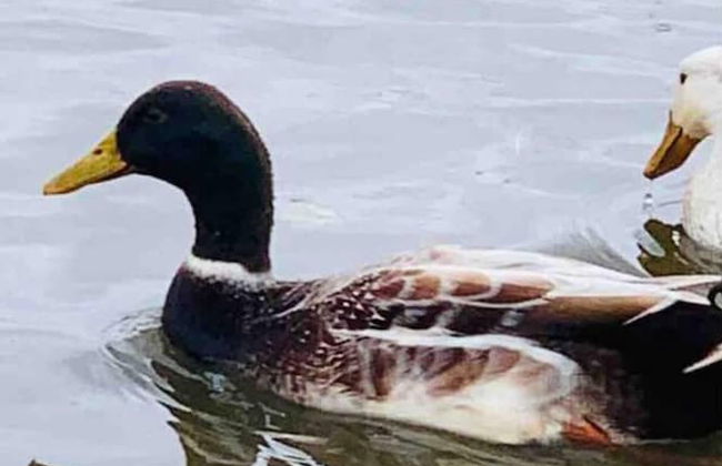 Cute and Cosy Shepard hut With Wood Fuel hot tub - Foto 18