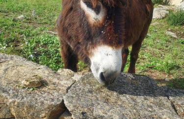 Casas do Abô Fredo - Foto 29
