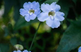 Casa Rudá Paraty - Foto 22