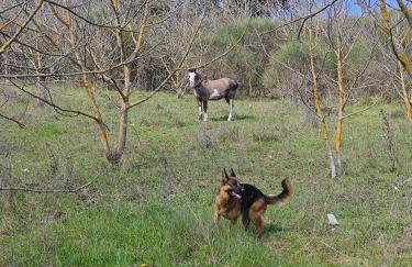 Country House - Casa Raffaella di Michele e Sven - Foto 12
