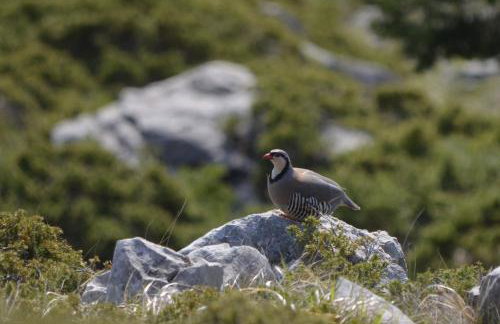 Tsigaridas Mountain Home - Foto 64