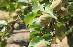 Masseria Cesarina B&B - Foto 15