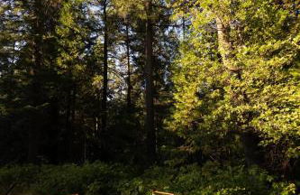 Saltwater Hot Tub, Forest Retreat, Minutes to Town - Foto 13