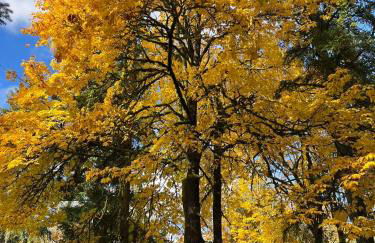 Whispering Pines Farmhouse - Foto 1