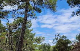 Hourtin Vibes - Appartement 4 à 6 personnes à 150m de la plage - 2 chambres et mezzanine - Foto 18