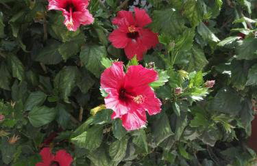 Paola's Full Sea View House - Foto 49