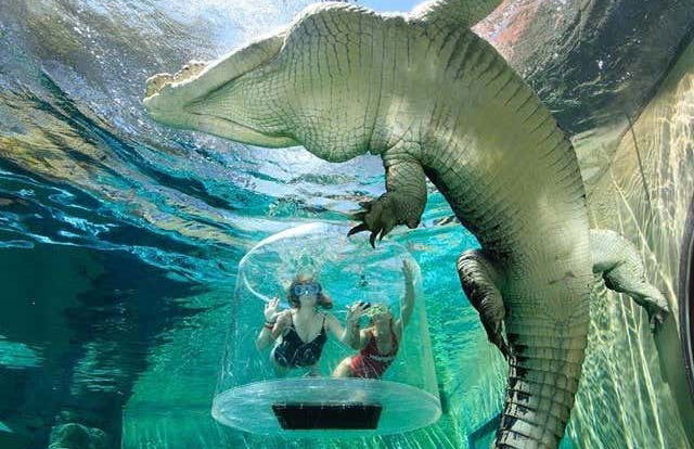 Biglietti per la Crocosaurus Cove - Foto 6