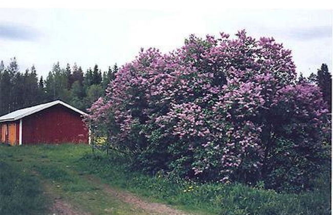4 bedroom House in Sysmä with sauna - Photo 31