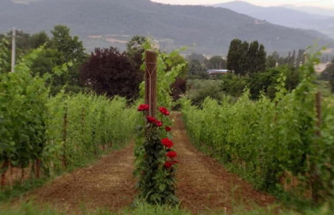 Villa in Umbertide With Pool and Garden - Foto 38