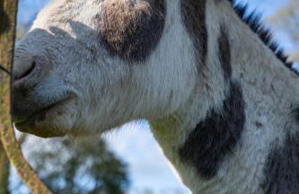 5 Star Romantic Rose Cottage with Roll-Top Bath - Foto 22