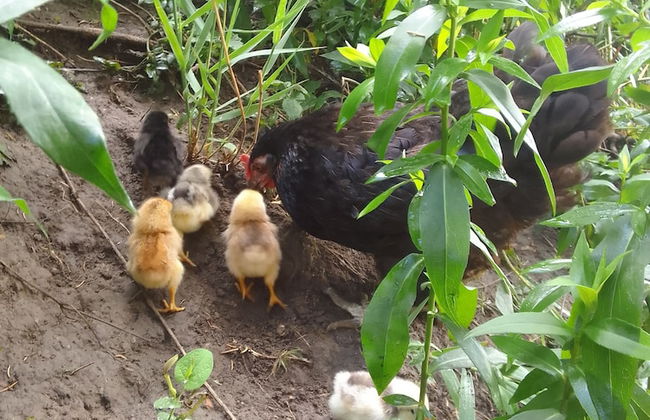 Les Favouilles, le gîte pour 15 personnes - Foto 106