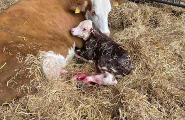 Ferien auf dem Eliesenhof - Foto 34