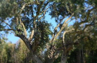 Mythos Holidays & Events - Photo 42