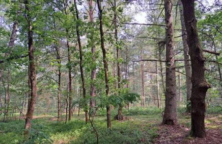 Ferienwohnung Helene - Foto 29