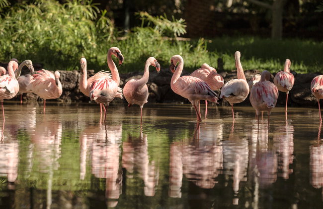 Oasis Wildlife Fuerteventura - Foto 1