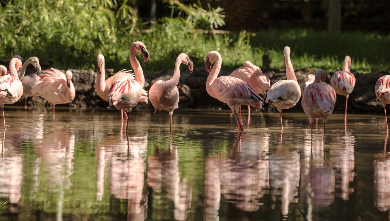 Oasis Wildlife Strongventura - Photo 1
