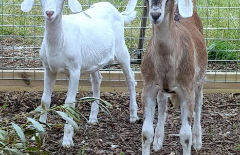 Cripps Farm Holiday Lets - Foto 13