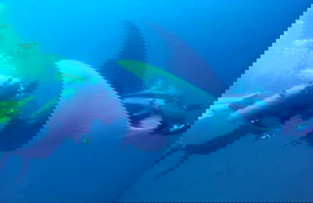 PADI Open Water Course - Photo 6