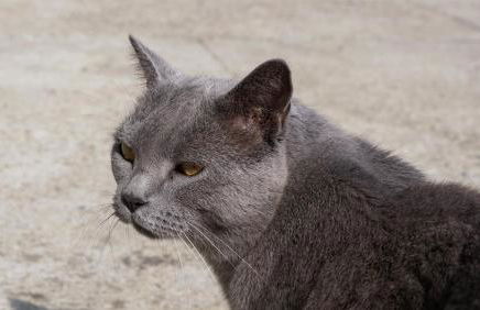 Casa Pilli - Foto 24