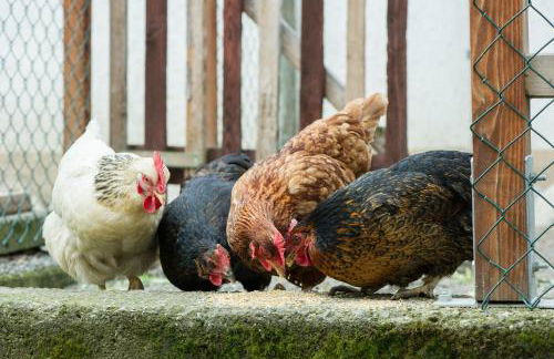 Ferienwohnungen Apfelhof-Bodensee - Foto 14