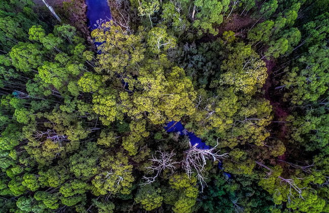 Saintys Creek Cottage - Foto 15